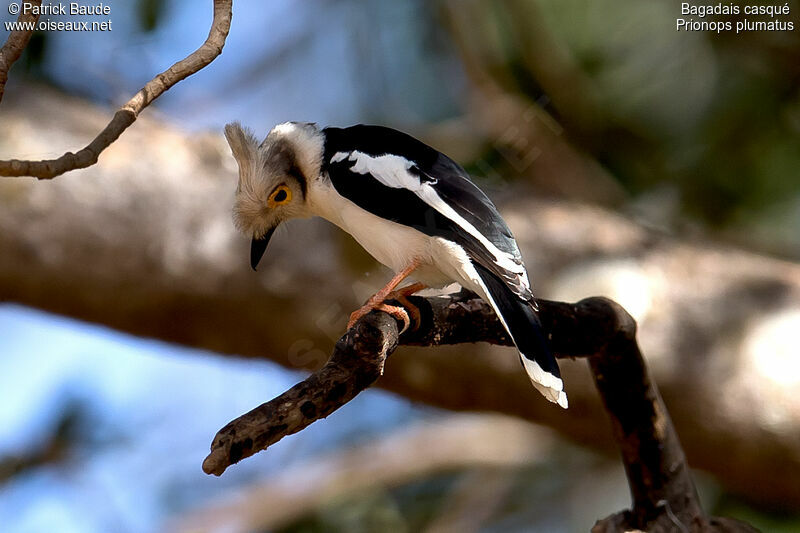 White-crested Helmetshrikeadult, identification