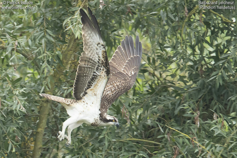 Balbuzard pêcheurjuvénile, identification