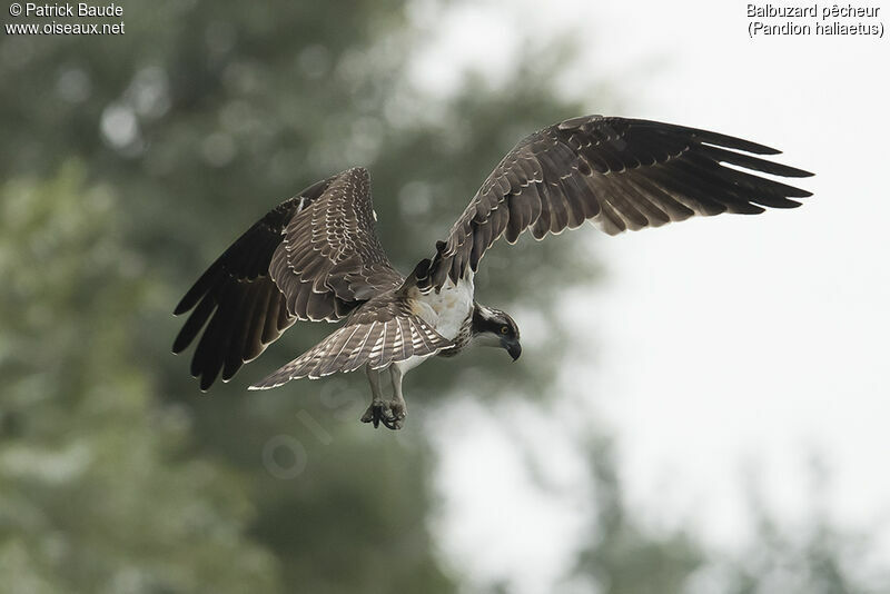 Ospreyjuvenile, identification