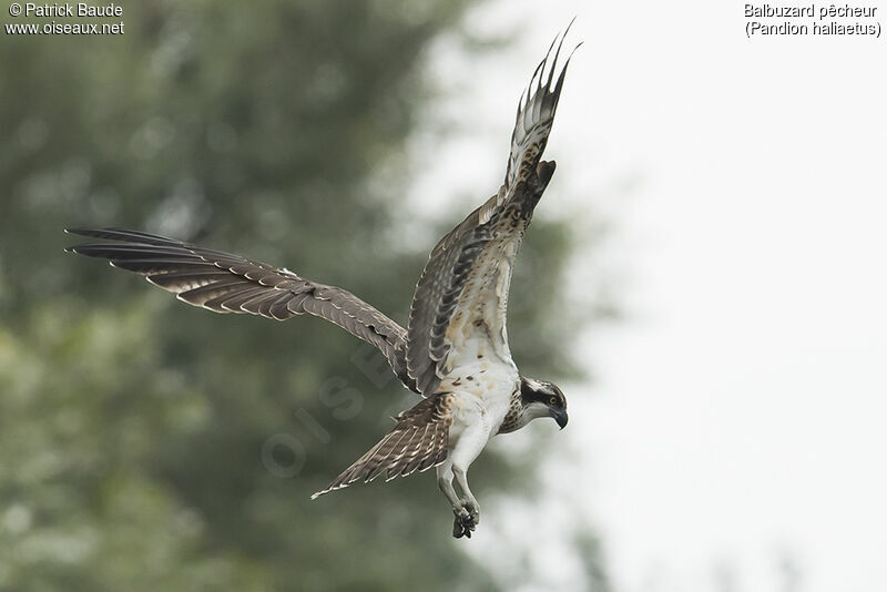 Ospreyjuvenile