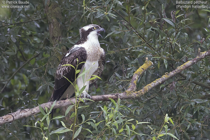 Osprey