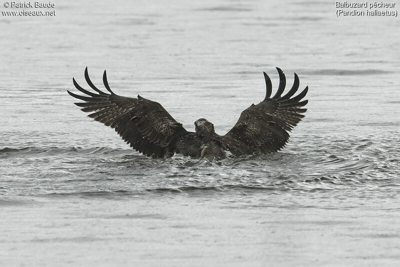 Ospreyjuvenile