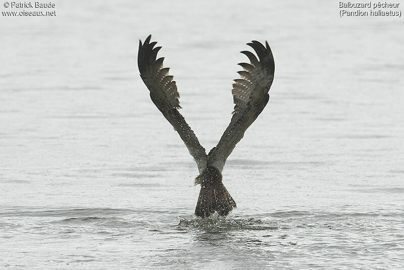 Ospreyjuvenile, fishing/hunting