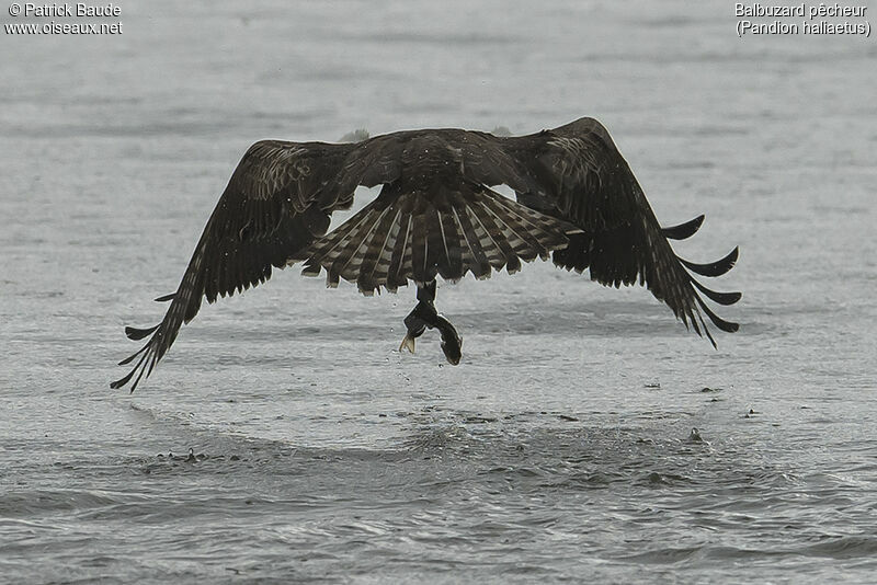 Balbuzard pêcheurjuvénile, pêche/chasse