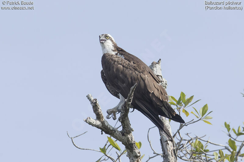 Ospreyadult, identification