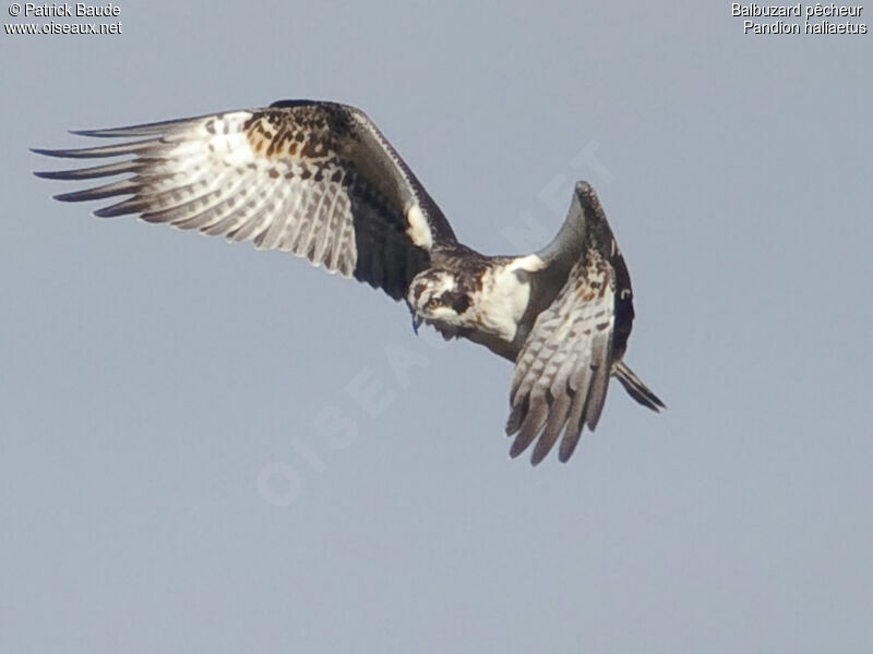 Balbuzard pêcheur1ère année, Vol