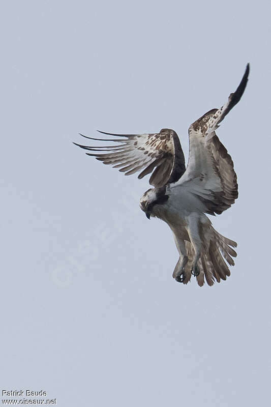 Balbuzard pêcheuradulte, identification, pêche/chasse