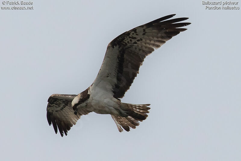 Ospreyadult, identification