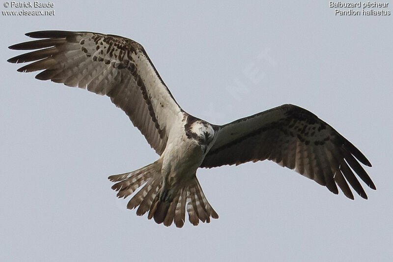 Ospreyadult, identification