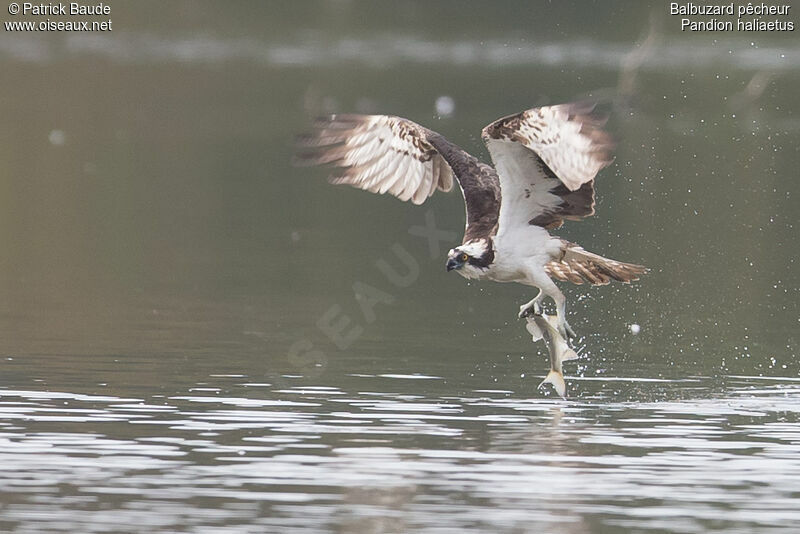 Ospreyadult, identification, Behaviour