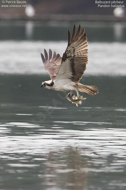 Osprey, identification, Behaviour