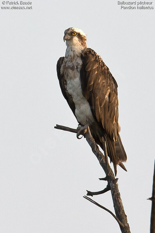 Balbuzard pêcheur femelle, identification