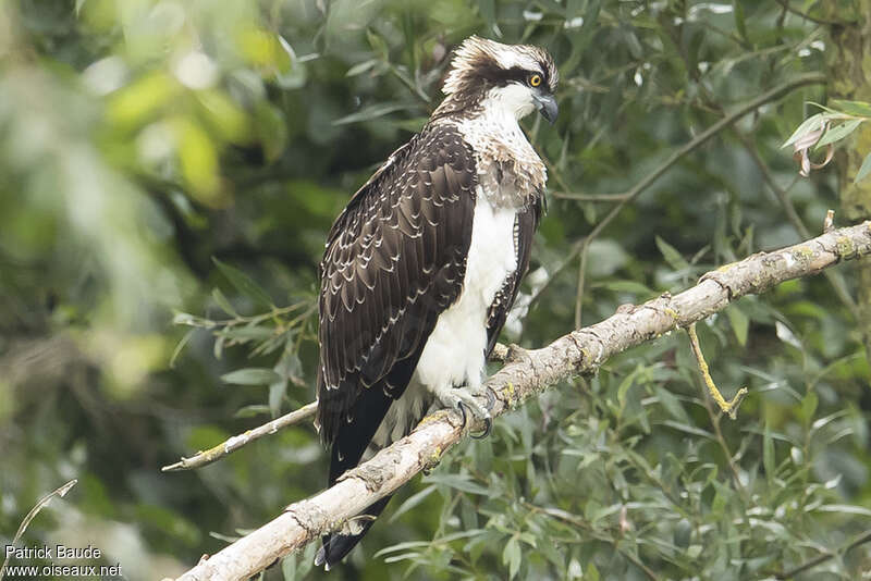 Ospreyjuvenile, identification