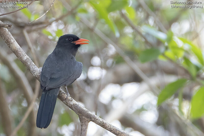 Black-fronted Nunbirdadult