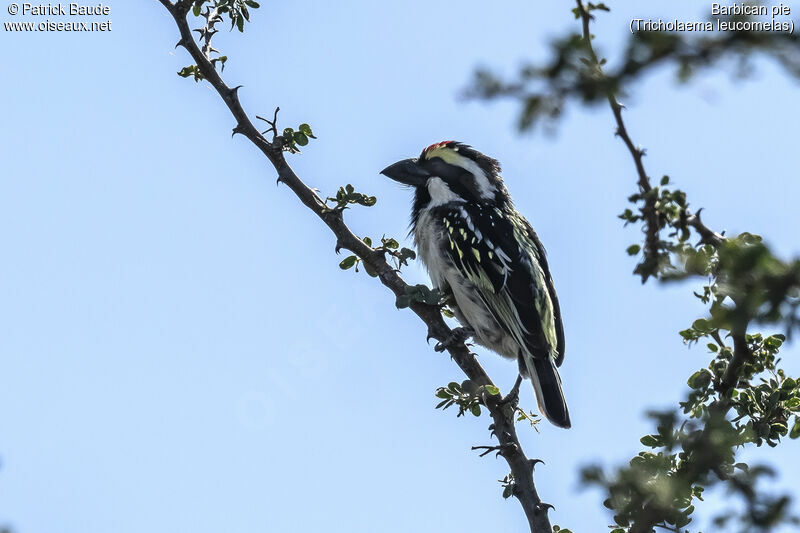 Acacia Pied Barbetadult