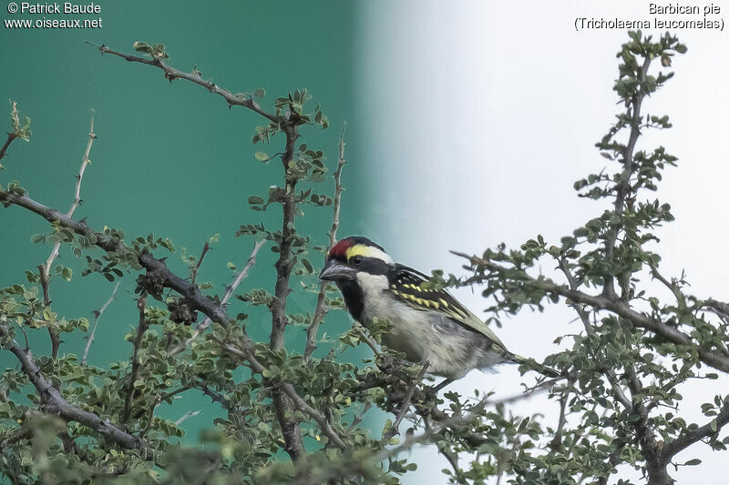 Acacia Pied Barbetadult