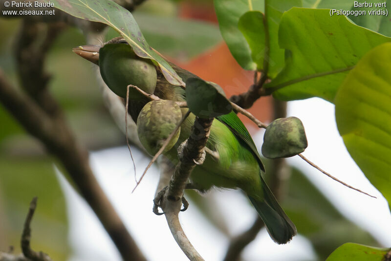 White-cheeked Barbet