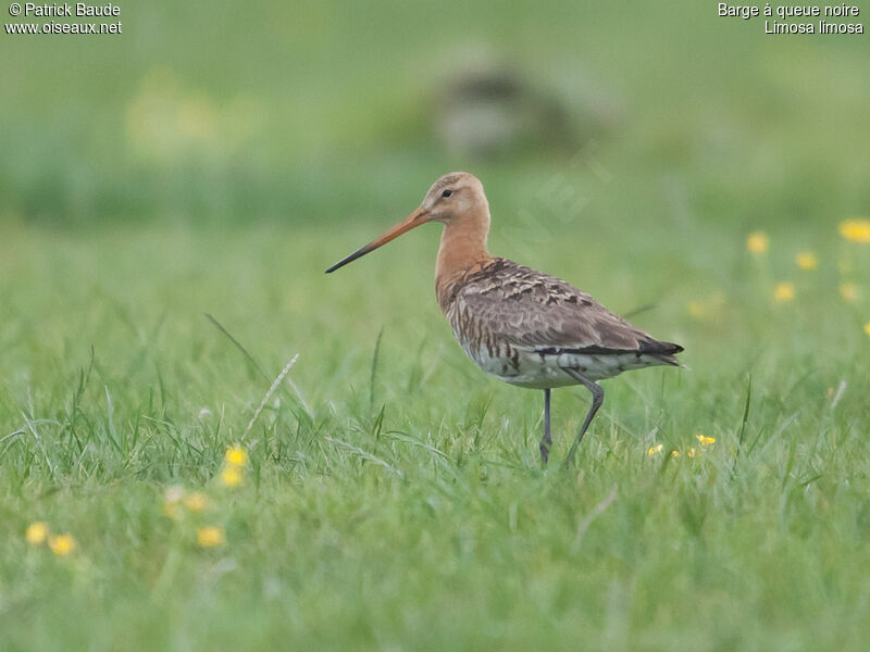 Black-tailed Godwit male adult breeding, identification