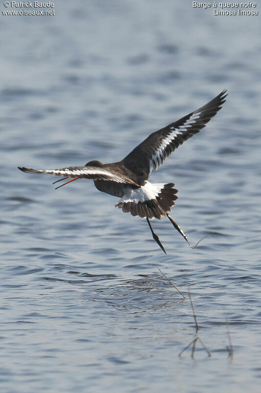 Black-tailed Godwit female adult breeding, identification