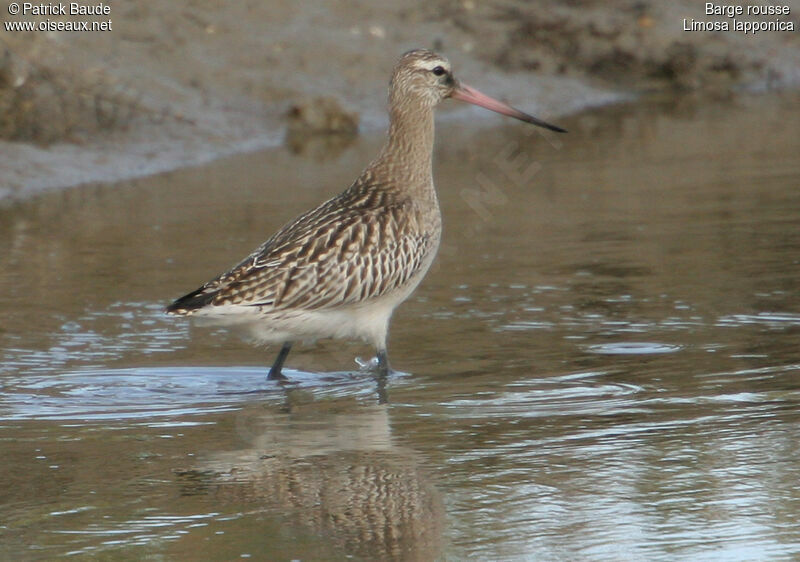 Bar-tailed Godwit