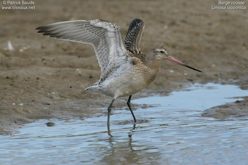 Bar-tailed Godwit, identification