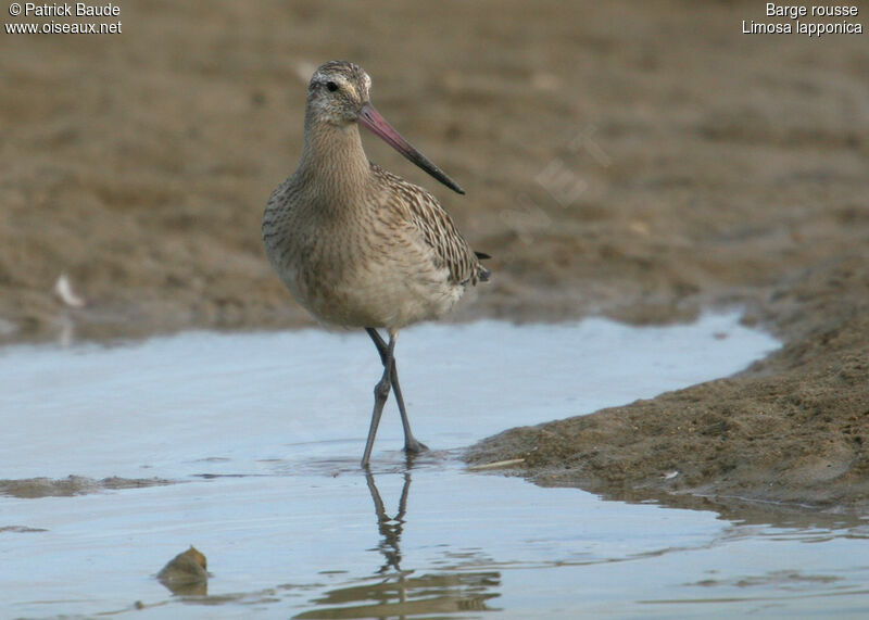 Bar-tailed Godwit, identification