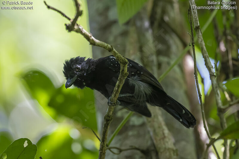 Batara capucinadulte