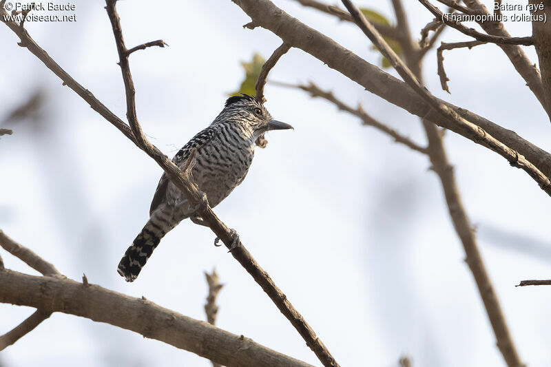 Barred Antshrikeadult