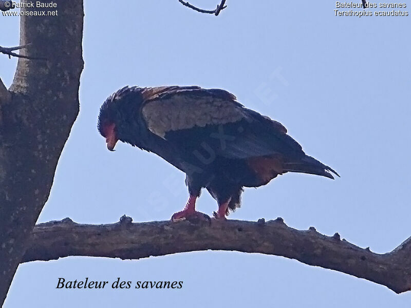 Bateleur des savanes mâle adulte, identification