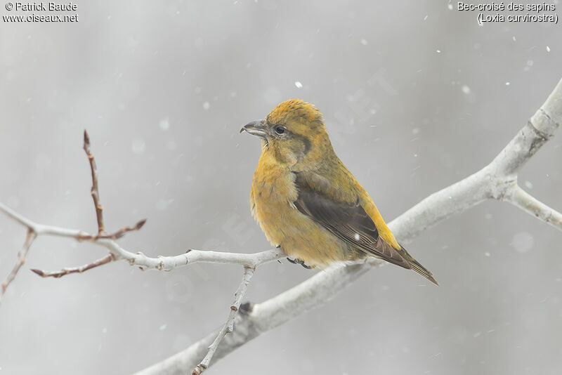 Red Crossbill female adult