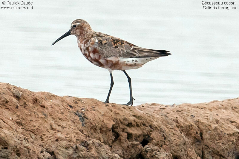 Bécasseau cocorliadulte nuptial, identification