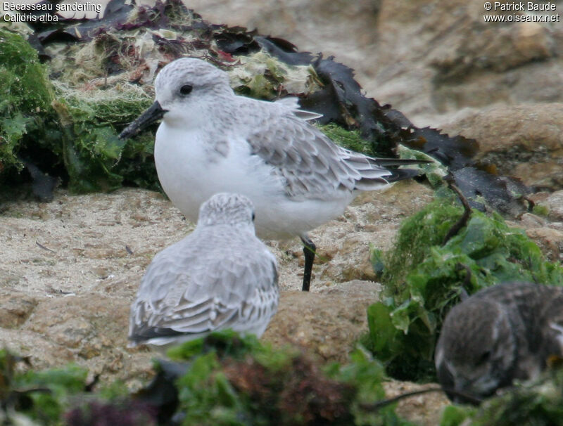 Bécasseau sanderling