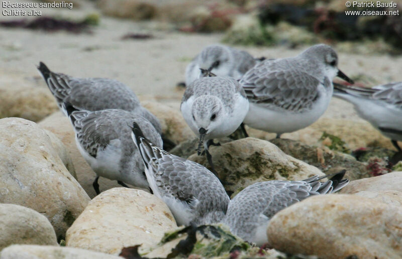 Bécasseau sanderling