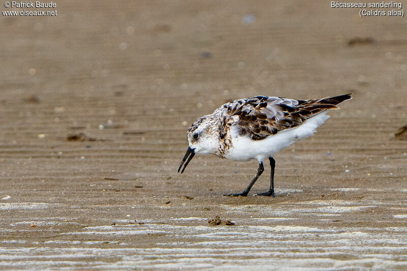 Bécasseau sanderling