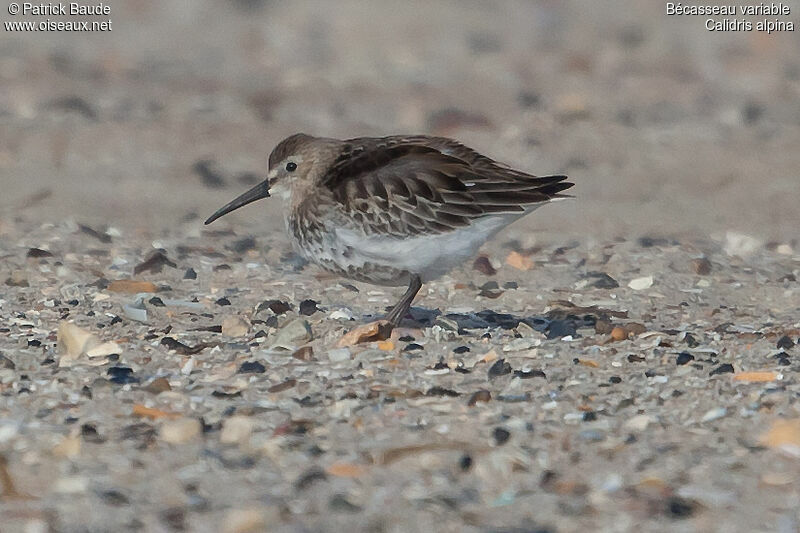 Dunlinadult post breeding, identification