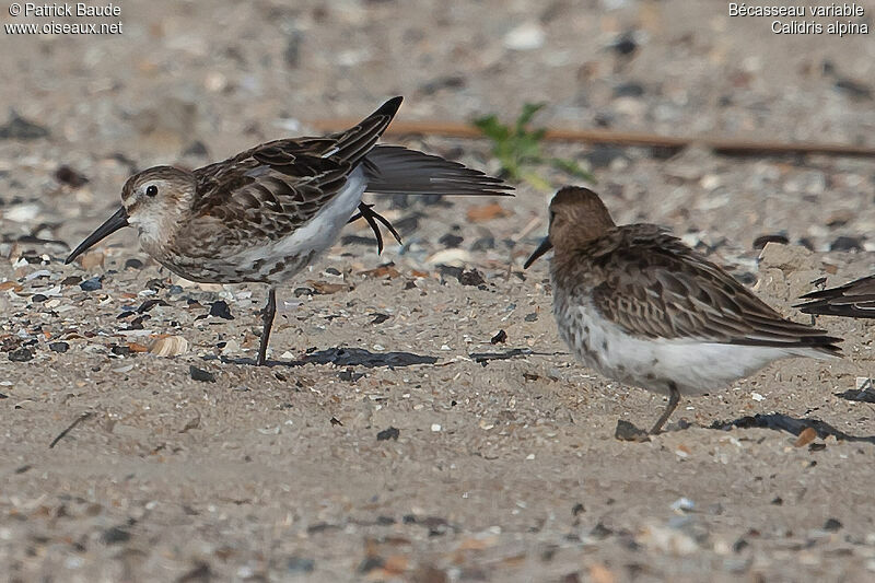 Bécasseau variableadulte internuptial, identification