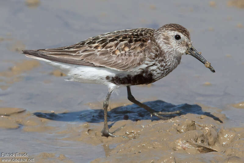 Dunlin male adult, identification