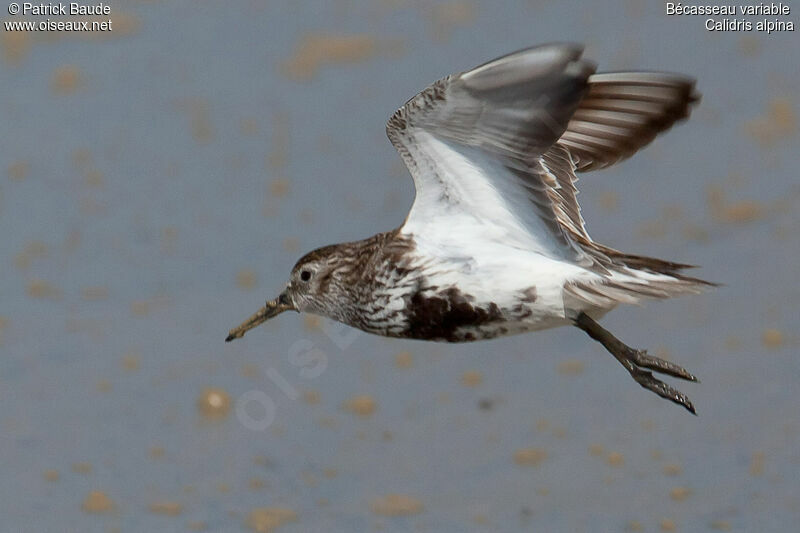 Dunlin male adult, identification