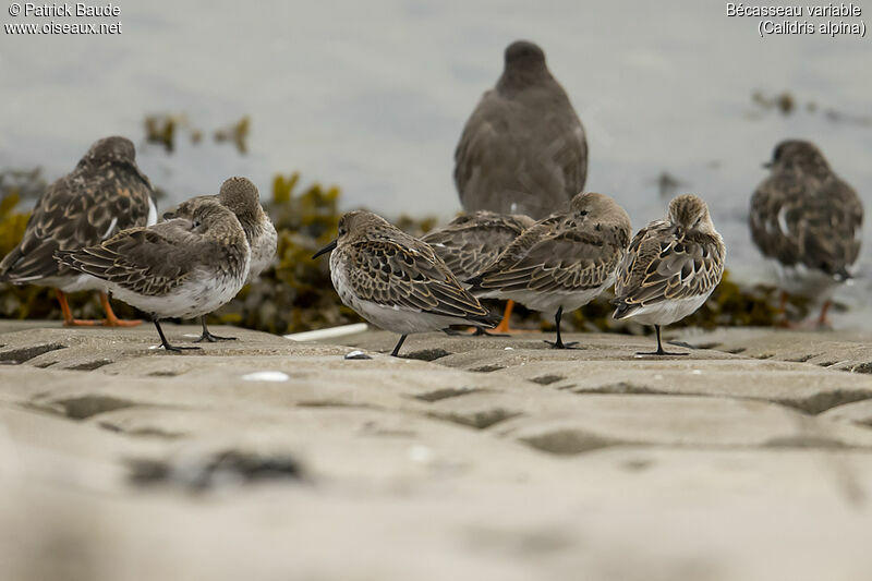 Dunlin