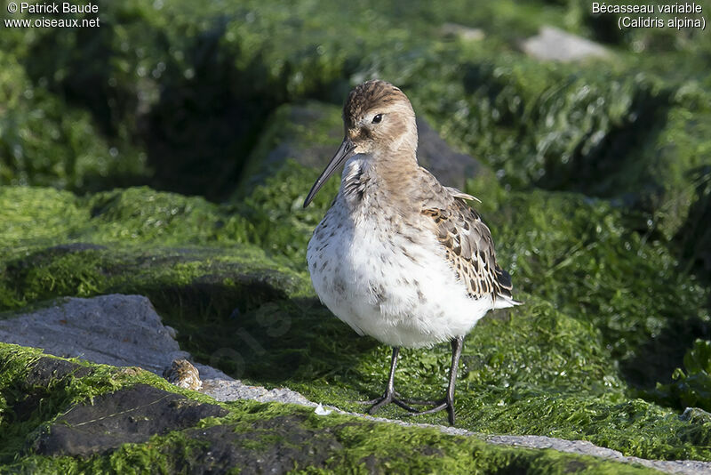 Bécasseau variableadulte, identification