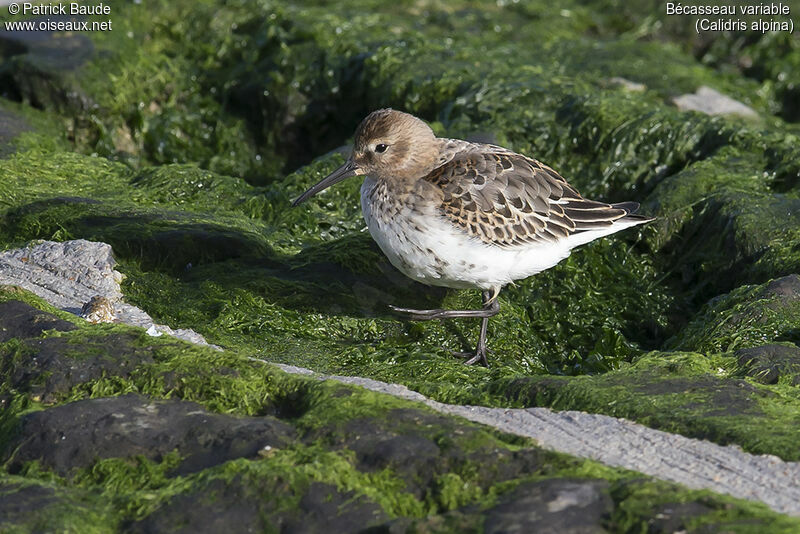 Dunlinadult post breeding, identification