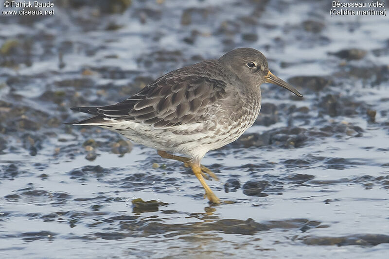 Purple Sandpiperadult post breeding, identification, close-up portrait