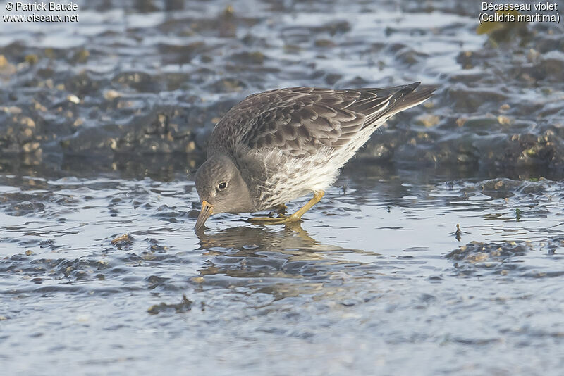 Purple Sandpiperadult, identification, close-up portrait