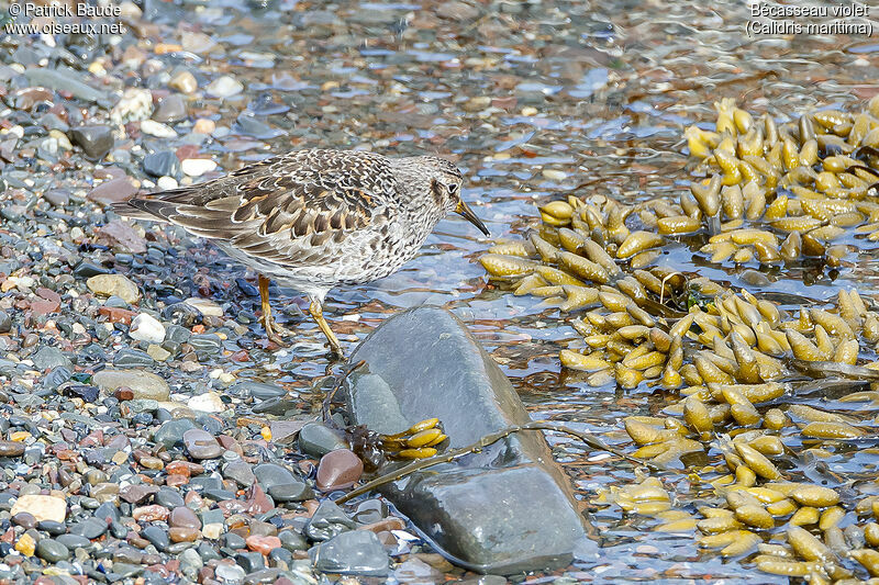 Purple Sandpiperadult breeding