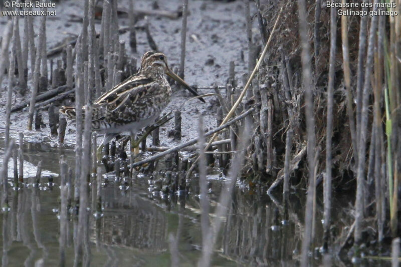 Common Snipeadult, identification