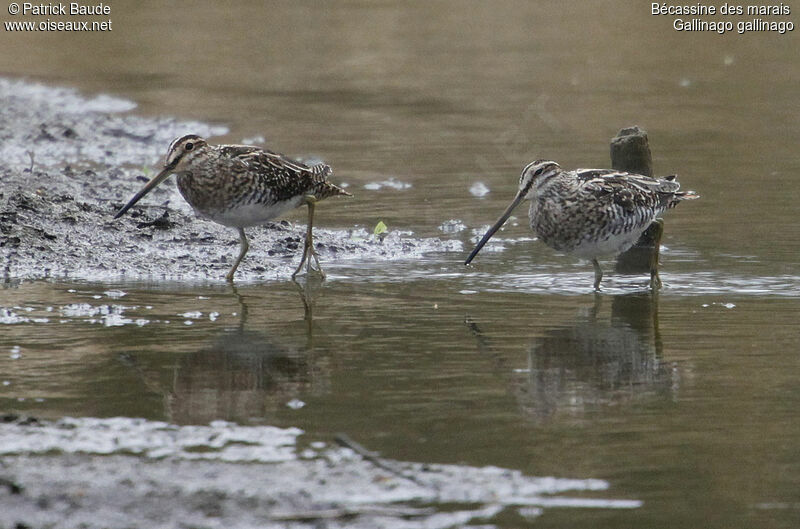 Common Snipe, identification