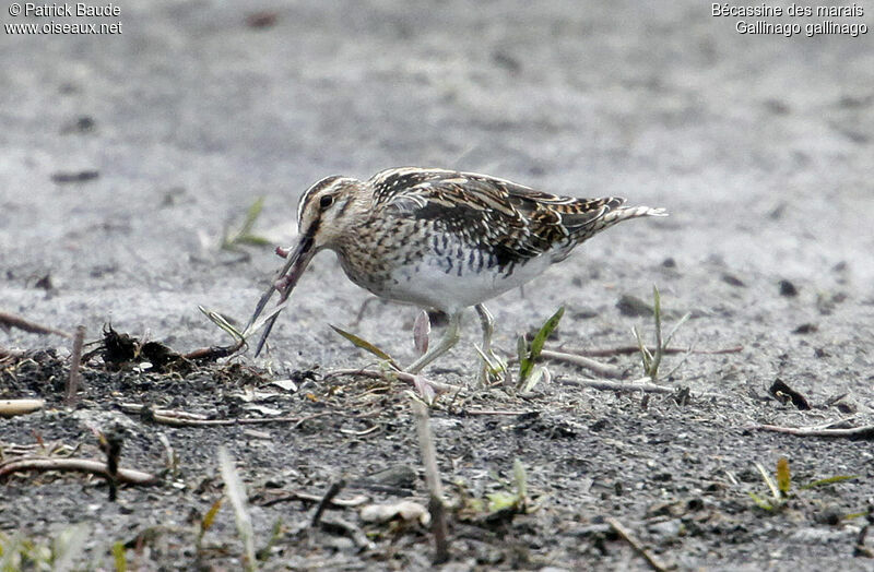 Bécassine des marais, identification