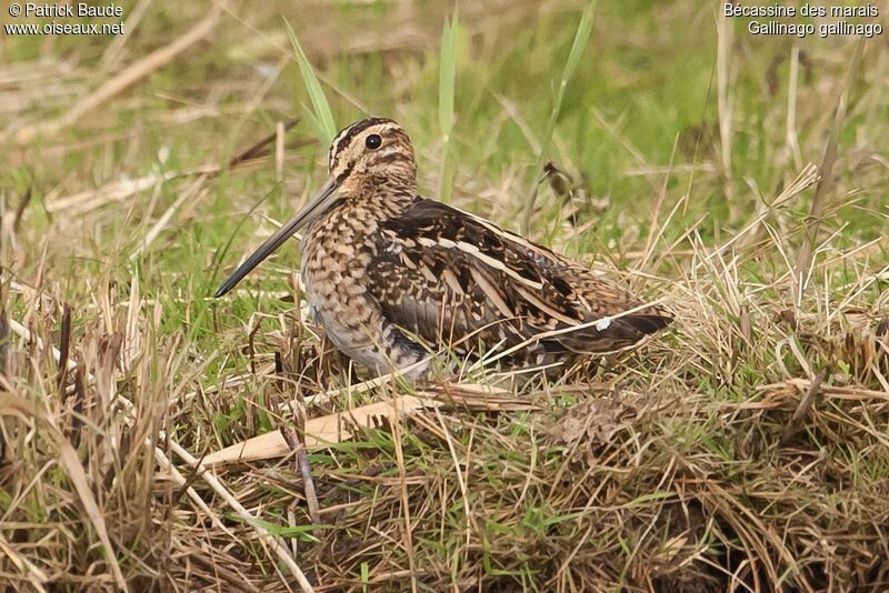 Bécassine des maraisadulte, identification