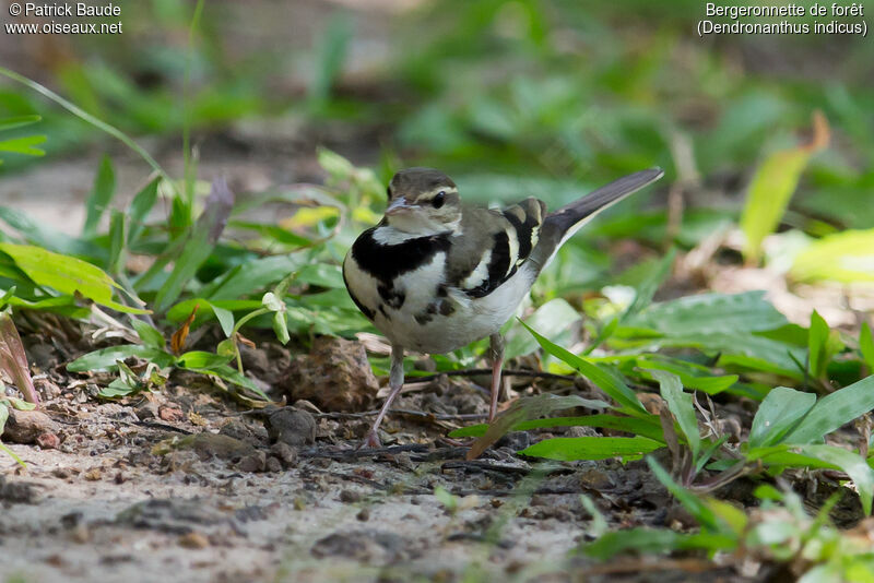 Bergeronnette de forêtadulte, identification