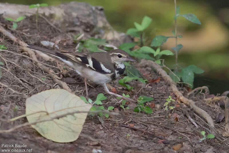 Forest Wagtailadult, pigmentation, walking